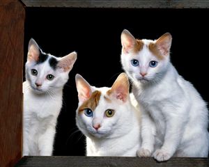 Preview wallpaper kittens, face, cats, sit, sill