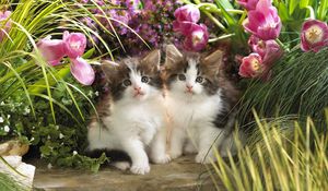 Preview wallpaper kittens, flowers, couple, fluffy