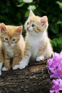 Preview wallpaper kittens, flowers, fluffy, beautiful