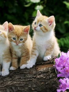 Preview wallpaper kittens, flowers, fluffy, beautiful