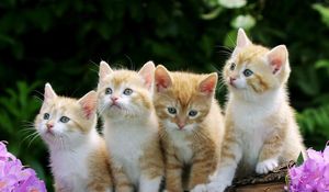 Preview wallpaper kittens, flowers, fluffy, beautiful