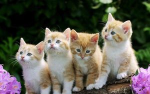 Preview wallpaper kittens, flowers, fluffy, beautiful