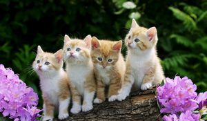 Preview wallpaper kittens, flowers, timber, sit