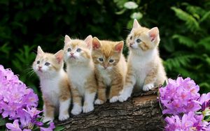 Preview wallpaper kittens, flowers, timber, sit
