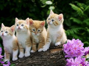 Preview wallpaper kittens, flowers, timber, sit