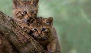 Preview wallpaper kittens, furry, tree, walk, play