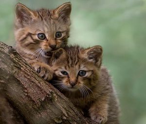 Preview wallpaper kittens, furry, tree, walk, play
