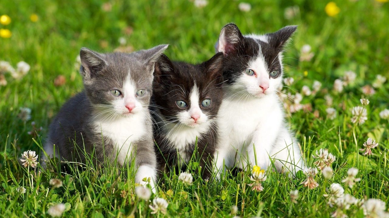 Wallpaper kittens, grass, spotted, three