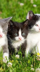 Preview wallpaper kittens, grass, spotted, three