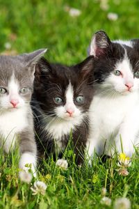 Preview wallpaper kittens, grass, spotted, three
