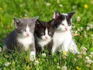 Preview wallpaper kittens, grass, spotted, three
