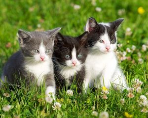 Preview wallpaper kittens, grass, spotted, three