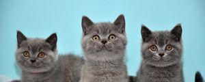 Preview wallpaper kittens, gray, down, three