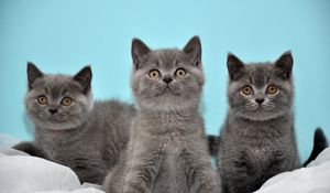 Preview wallpaper kittens, gray, down, three