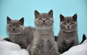 Preview wallpaper kittens, gray, down, three