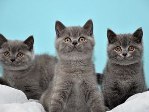 Preview wallpaper kittens, gray, down, three