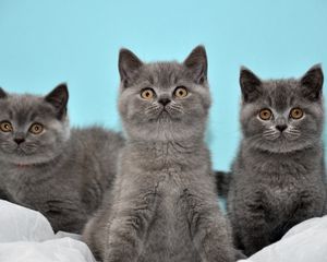 Preview wallpaper kittens, gray, down, three