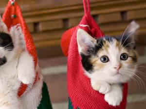 Preview wallpaper kittens, hang, socks, holiday, christmas, fluffy, couple