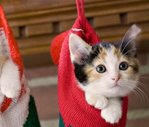 Preview wallpaper kittens, hang, socks, holiday, christmas, fluffy, couple