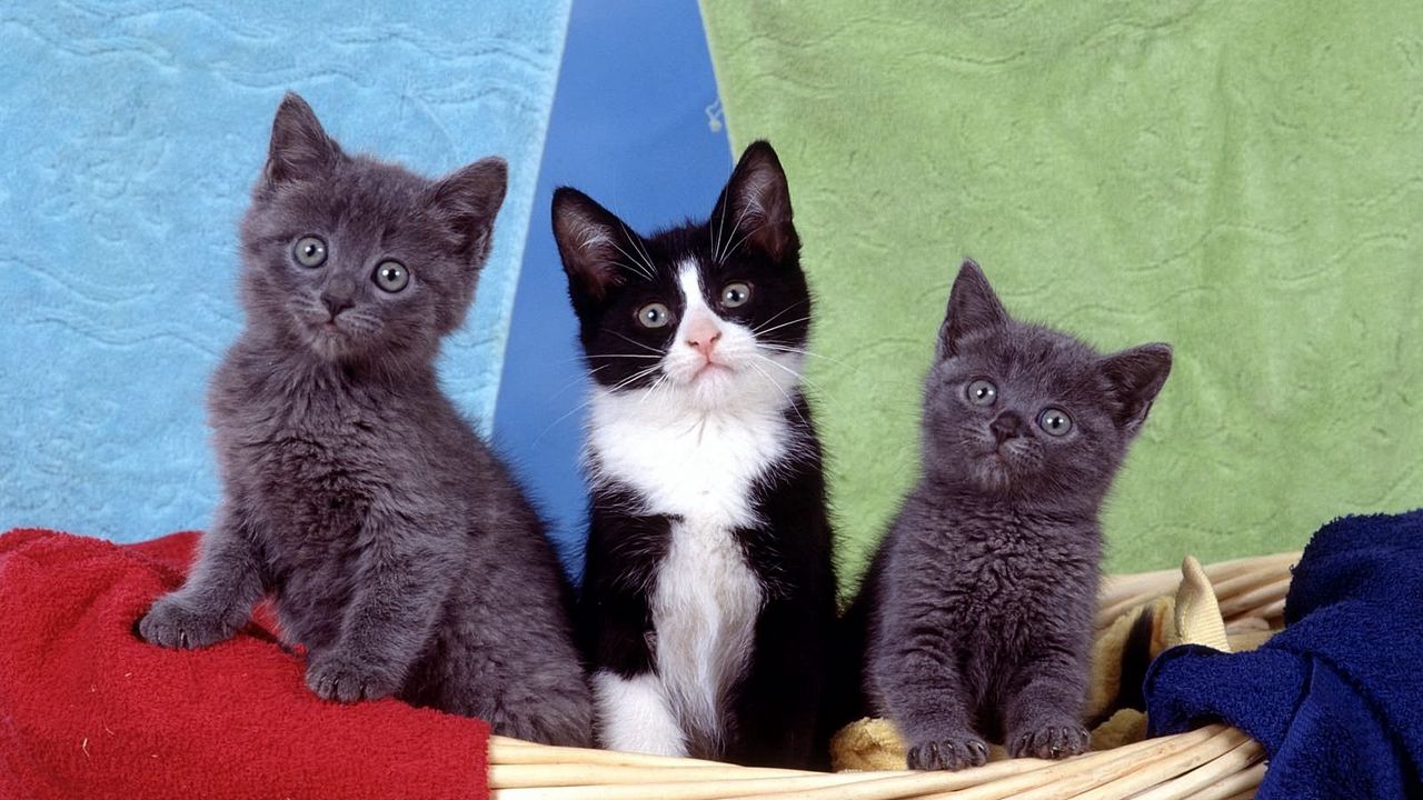 Wallpaper kittens, kids, sit