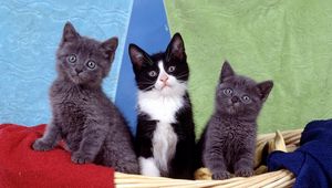 Preview wallpaper kittens, kids, sit