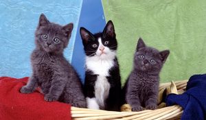 Preview wallpaper kittens, kids, sit