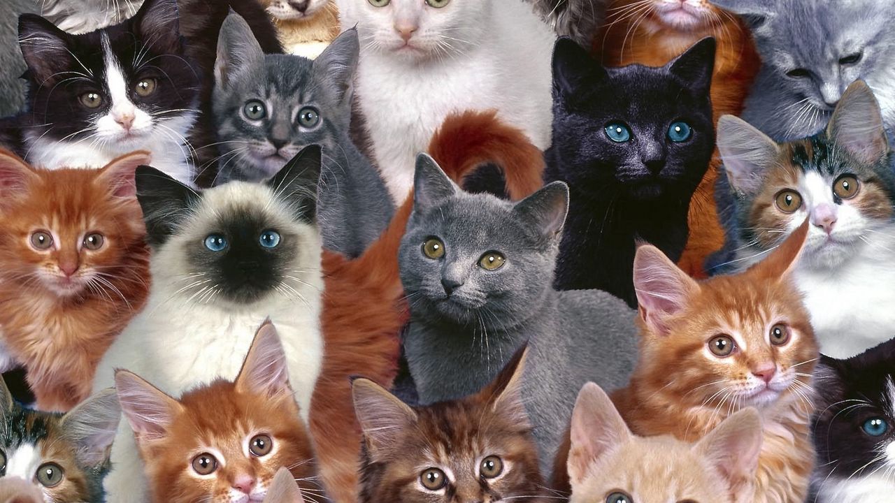 Wallpaper kittens, many, photoshop