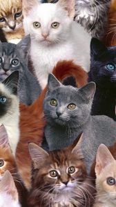 Preview wallpaper kittens, many, photoshop