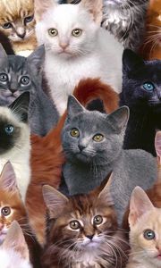 Preview wallpaper kittens, many, photoshop