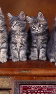 Preview wallpaper kittens, many, sitting