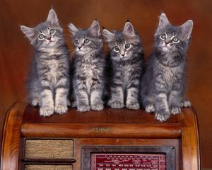 Preview wallpaper kittens, many, sitting