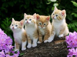 Preview wallpaper kittens, many, sitting, flowers