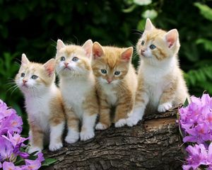 Preview wallpaper kittens, many, sitting, flowers