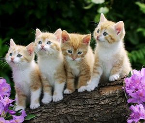 Preview wallpaper kittens, many, sitting, flowers