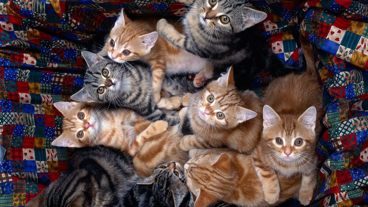 Wallpaper kittens, many, sitting