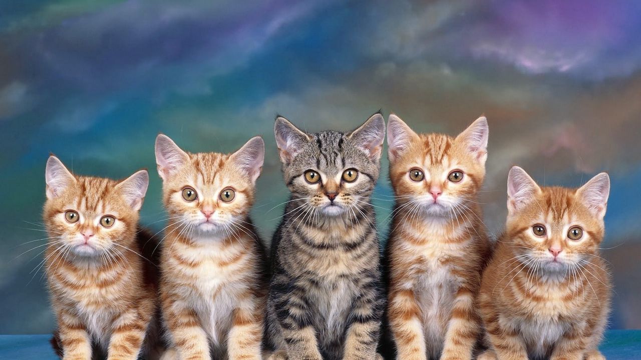 Wallpaper kittens, many, sitting