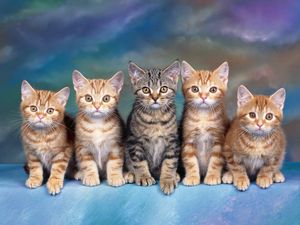 Preview wallpaper kittens, many, sitting