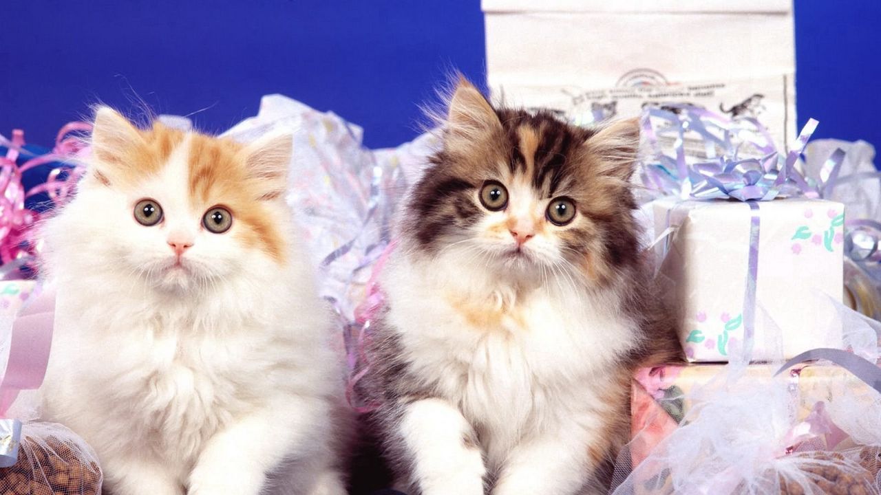 Wallpaper kittens, pair, fluffy