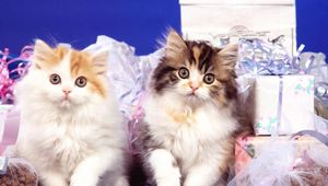 Preview wallpaper kittens, pair, fluffy