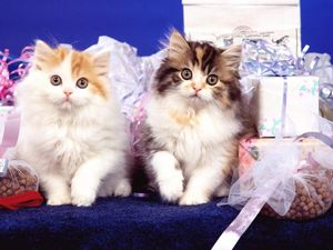 Preview wallpaper kittens, pair, fluffy