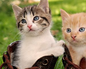 Preview wallpaper kittens, pair, shoes, sit, playful