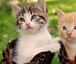Preview wallpaper kittens, pair, shoes, sit, playful