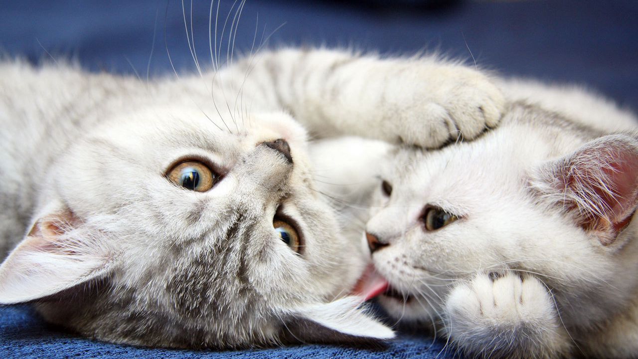 Wallpaper kittens, pair, striped, playful