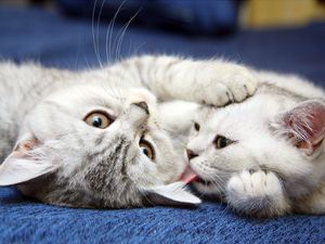 Preview wallpaper kittens, pair, striped, playful