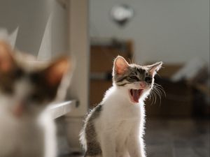 Preview wallpaper kittens, pet, animal, protruding tongue