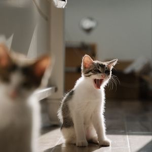 Preview wallpaper kittens, pet, animal, protruding tongue