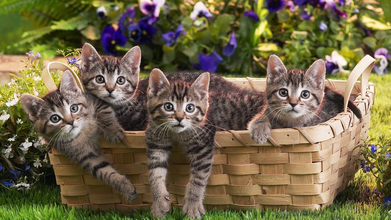 Wallpaper kittens, shopping, lots of, flowers, grass