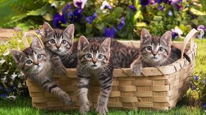 Preview wallpaper kittens, shopping, lots of, flowers, grass