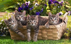 Preview wallpaper kittens, shopping, lots of, flowers, grass