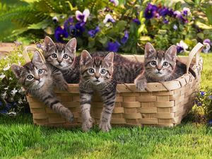Preview wallpaper kittens, shopping, lots of, flowers, grass